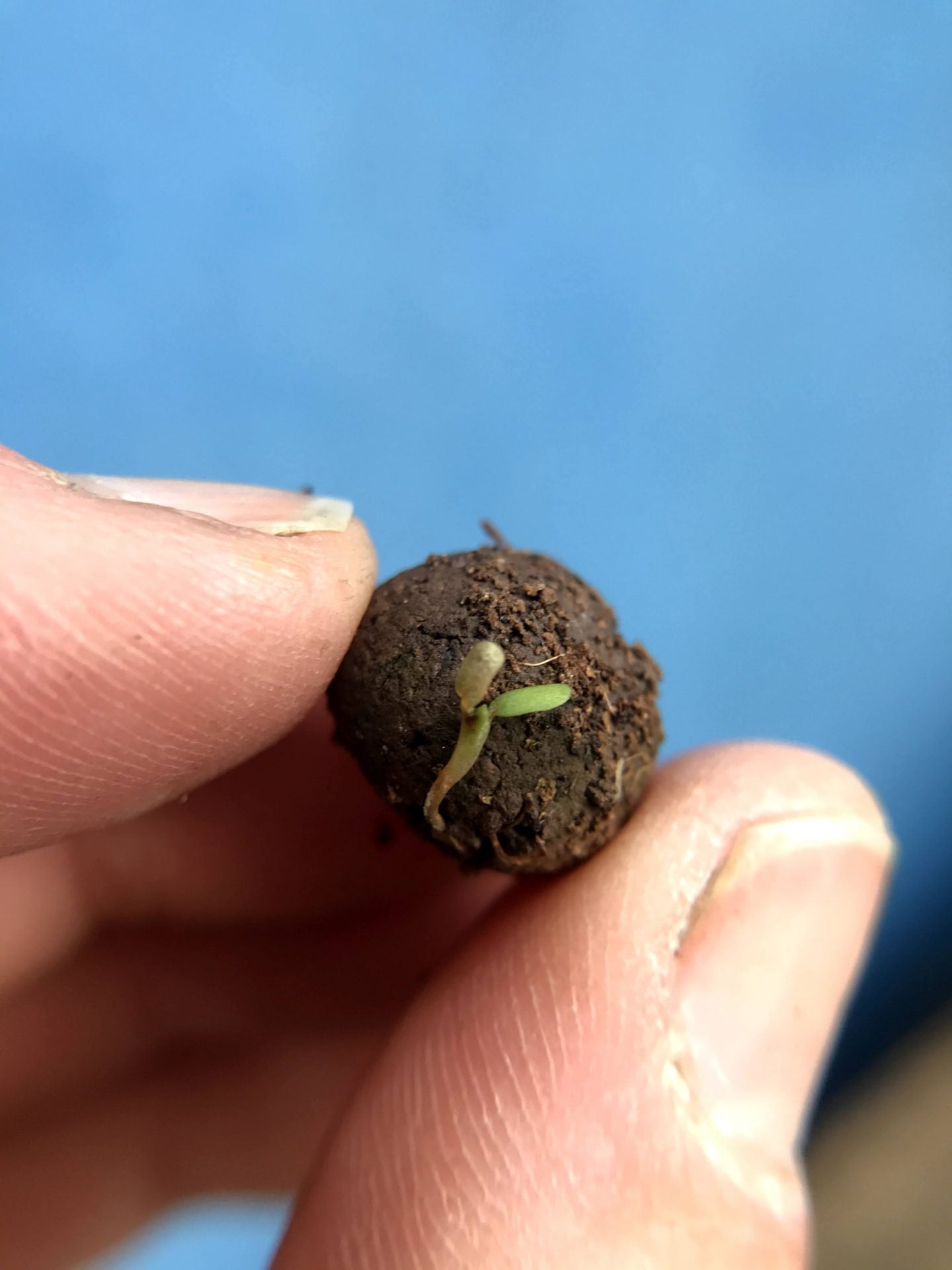 Seedball Wildflower Stocking Fillers