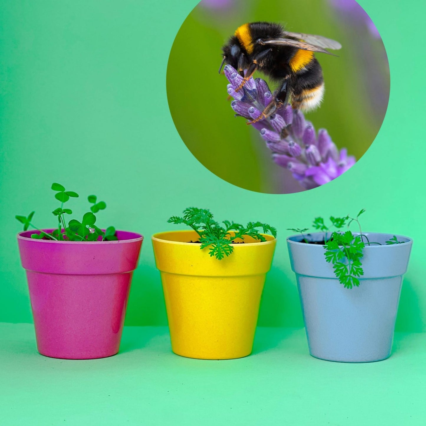 Seedball Wildflower Stocking Fillers