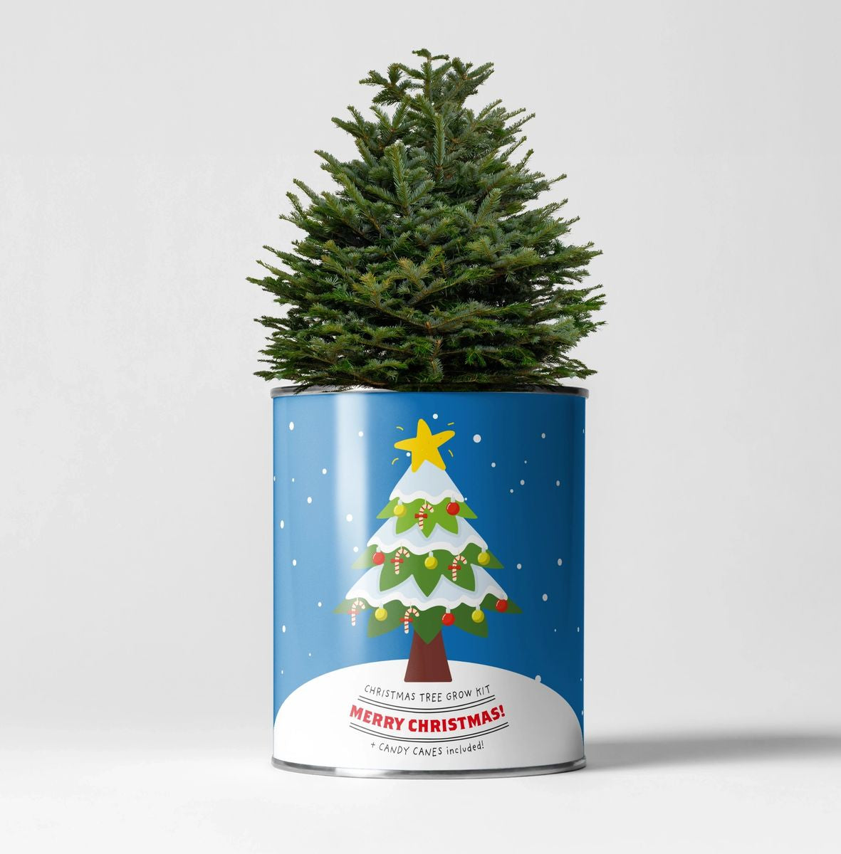 Grow your own Christmas tree kit