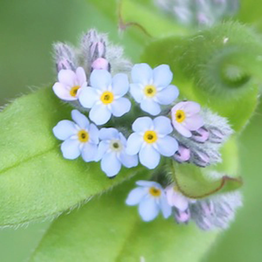 forget-me-knot seedball tube
