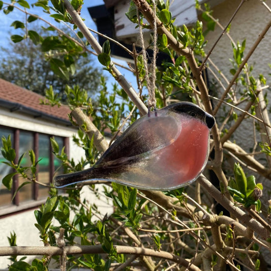 Fused Glass by Emily glass Bullfinch